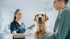 Paga $6.69: Consulta Veterinaria
